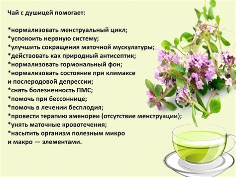 nbvmzy|Тимьян – лечебные свойства, применение и .